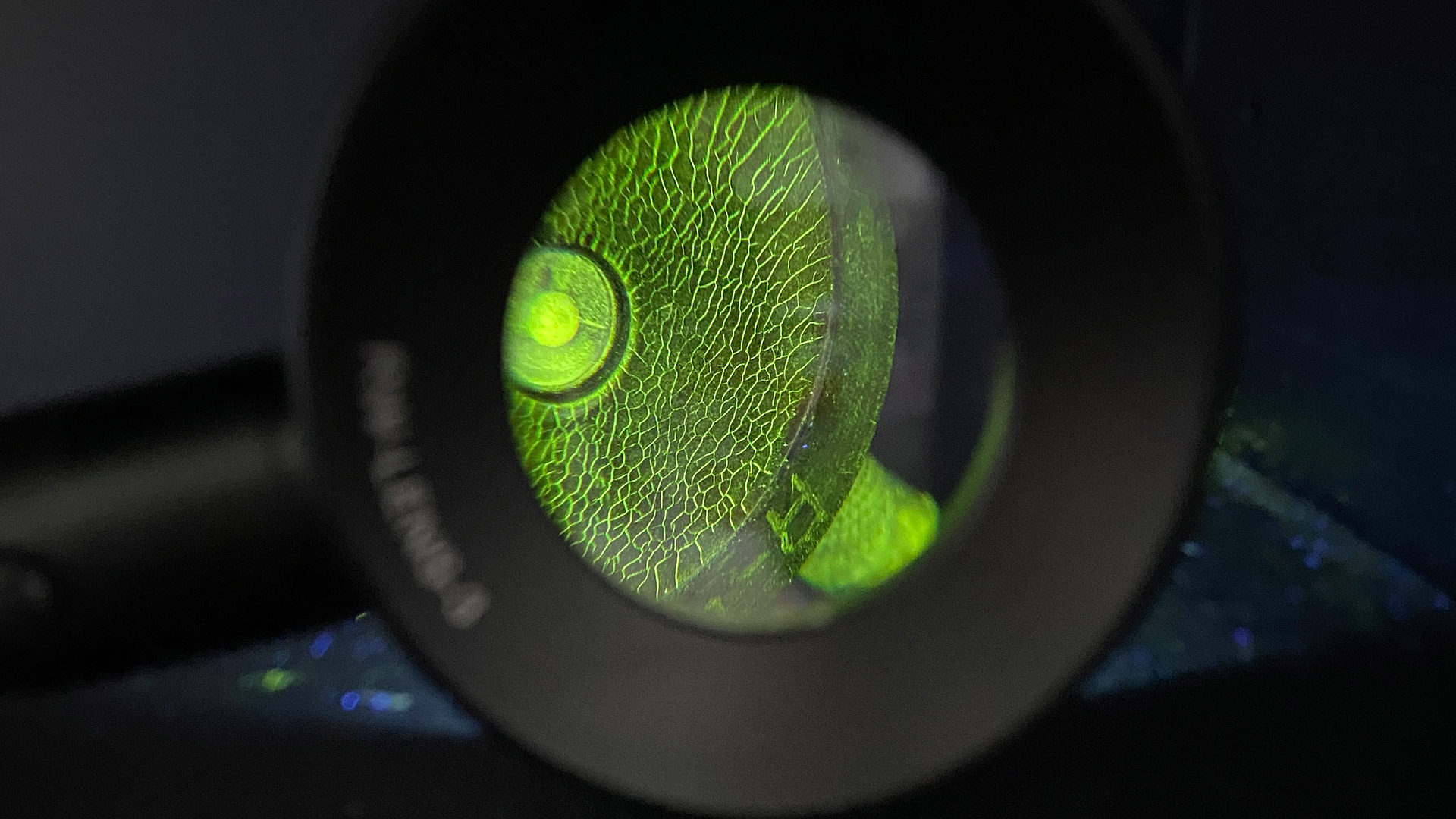 lampade wood rw lens 3 mtu